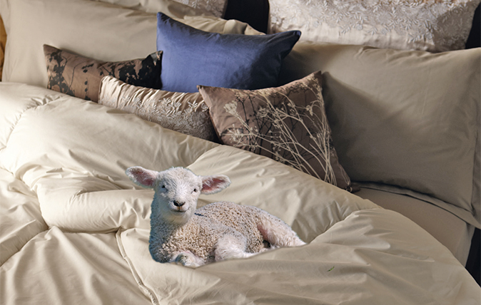 wool duvet